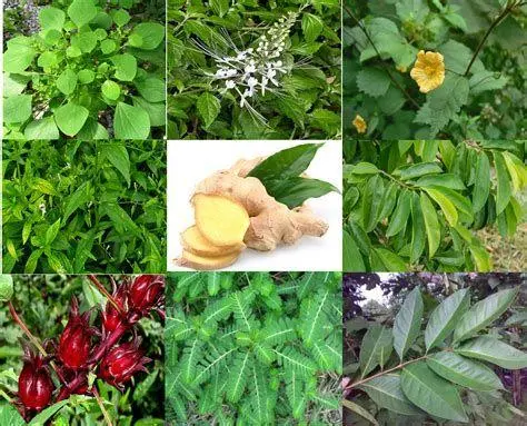 Herbal untuk Sendi Tanaman obat asam urat alami