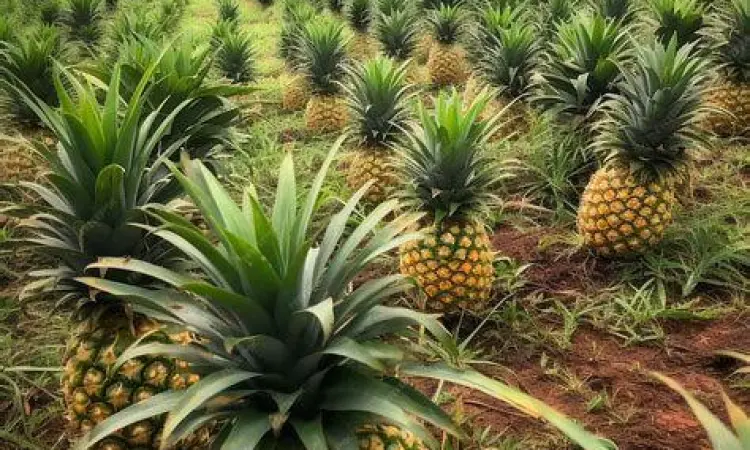 Perkebunan nanas yang matang di bawah matahari