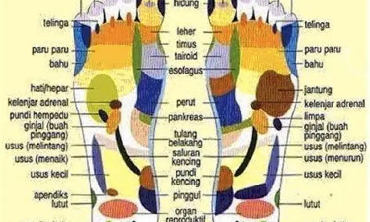 Anatomi Saraf Kaki Anatomi saraf telapak kaki manusia