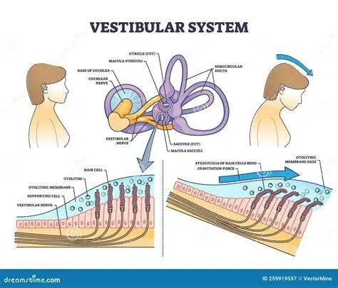 Anatomi Telinga Dalam anatomi sistem vestibular telinga dalam