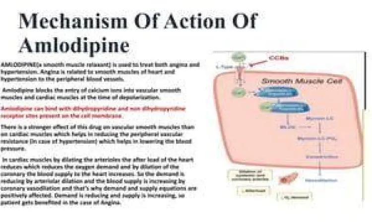 Mekanisme kerja amlodipine 5 mg dalam pembuluh darah