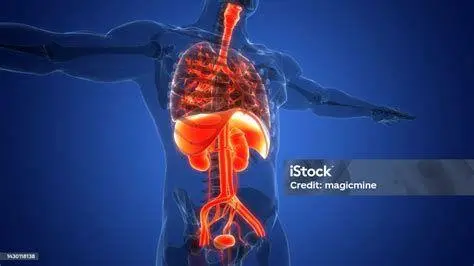 Anatomi Organ Internal Diagram anatomi organ internal tubuh manusia