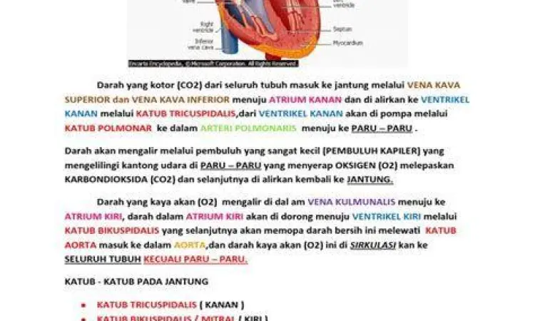 Ilustrasi mekanisme kerja jantung memompa darah