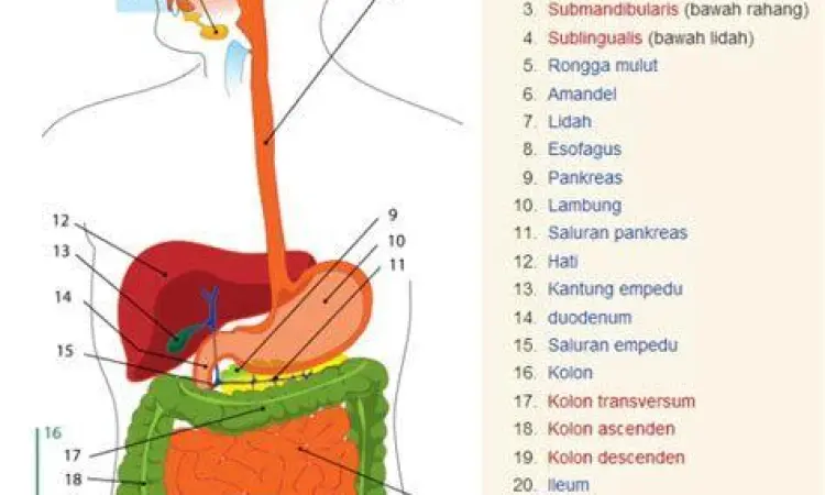 Detail urutan sistem pencernaan manusia