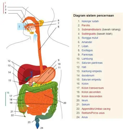 Sistem Pencernaan Detail urutan sistem pencernaan manusia