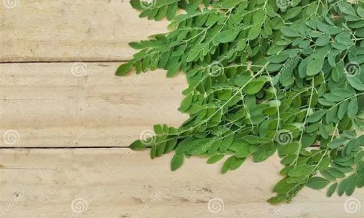 Daun kelor segar di atas meja kayu sebagai bahan herbal