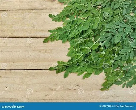 Daun Kelor Segar Daun kelor segar di atas meja kayu sebagai bahan herbal
