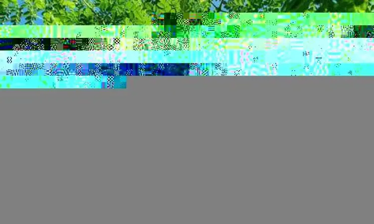 Pohon kelor yang tumbuh subur di pekarangan