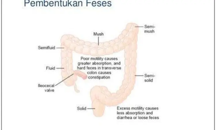 Proses perubahan konsistensi limbah menjadi feses padat