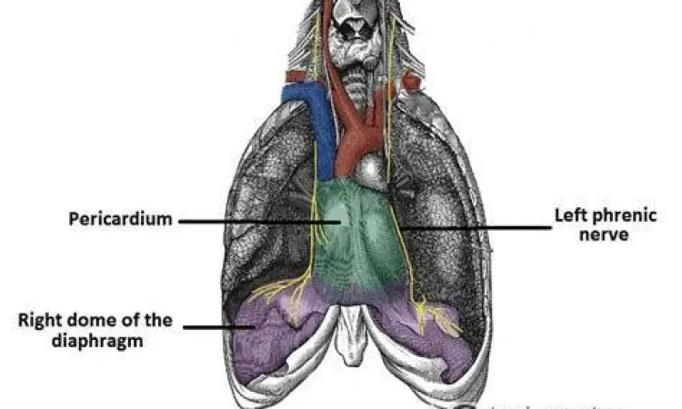 Anatomi diafragma dan saraf vagus dalam sistem pernapasan