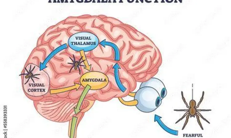 Visualisasi otak manusia bagian amigdala dalam merespons kecemasan