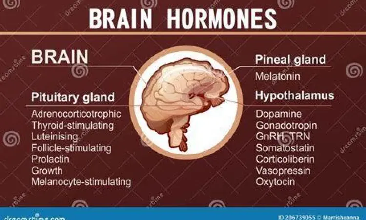 Mekanisme Hormonal Stimulasi Diagram pelepasan hormon dopamin dan oksitosin di otak