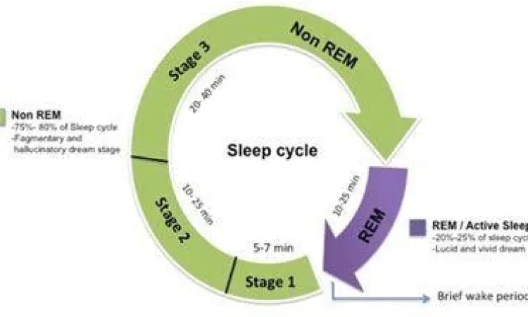 Grafik siklus tidur REM dan non-REM