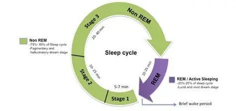 Siklus Tidur REM Grafik siklus tidur REM dan non-REM