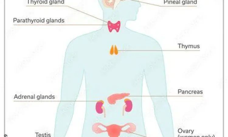 Diagram kelenjar sistem endokrin manusia