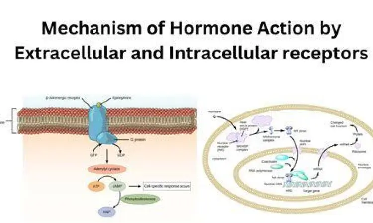 Interaksi hormon dengan reseptor sel target
