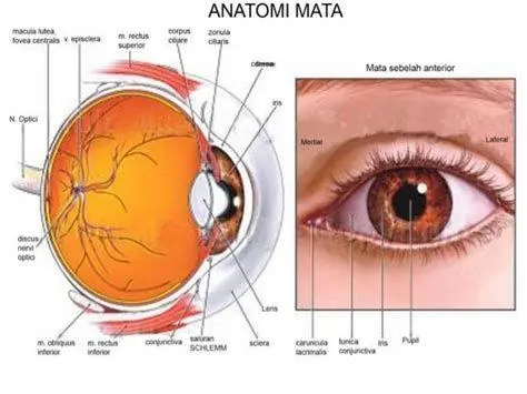Anatomi Bintitan Diagram letak infeksi bintitan pada kelenjar mata