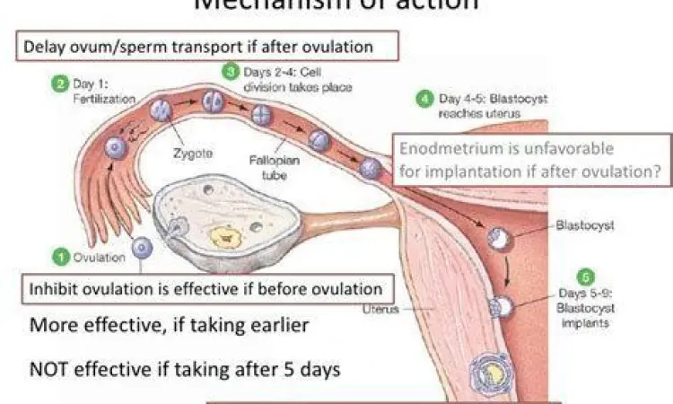 Mekanisme kerja pil kontrasepsi darurat pada ovarium