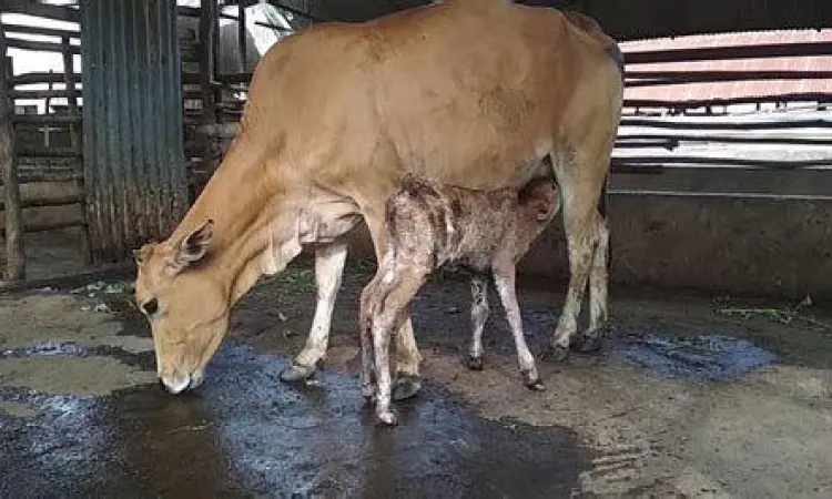 Ilustrasi simbol kelahiran baru dan perubahan hidup