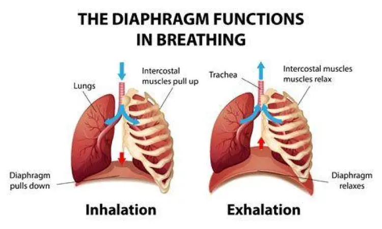 Anatomi Diafragma Anatomi otot diafragma saat proses inspirasi dan ekspirasi