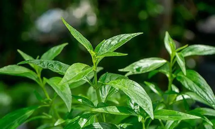 tanaman sambiloto dan jahe merah sebagai obat herbal covid