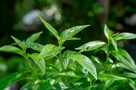 Tanaman Herbal untuk Imunitas tanaman sambiloto dan jahe merah sebagai obat herbal covid