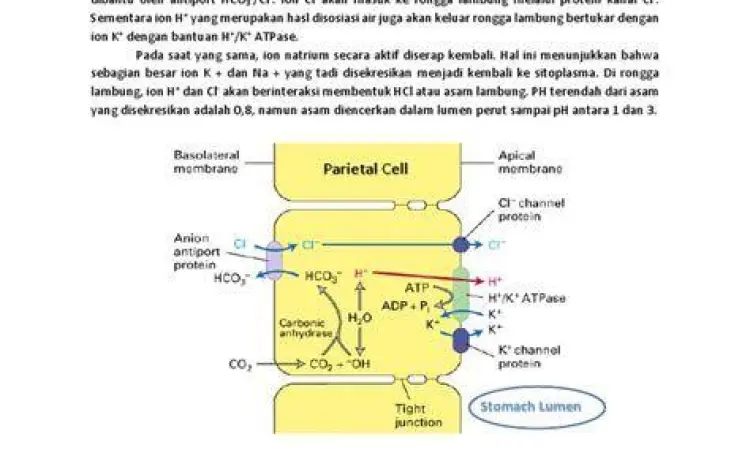 Diagram mekanisme kenaikan asam lambung ke esofagus