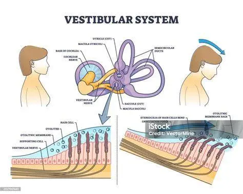 Sistem Vestibular Manusia Anatomi telinga dalam yang mengatur keseimbangan