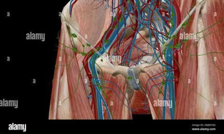 Anatomi Sistem Limfatik Selangkangan Anatomi kelenjar getah bening di selangkangan