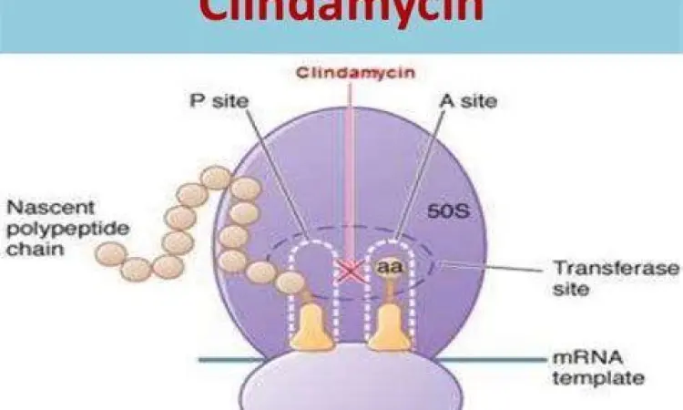 Mekanisme Clindamycin Mekanisme kerja antibiotik clindamycin pada bakteri