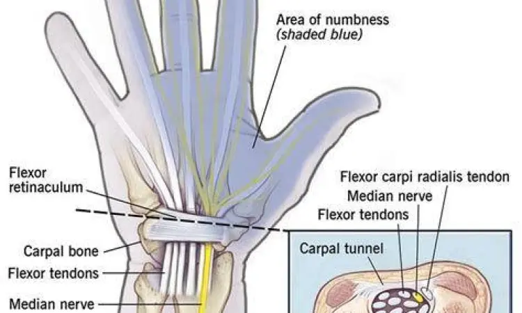 Anatomi saraf median pada pergelangan tangan manusia