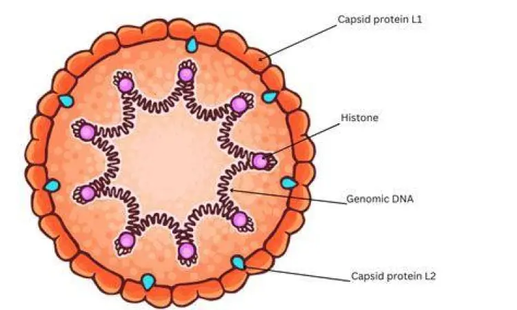Struktur Virus HPV Struktur virus HPV penyebab kanker serviks