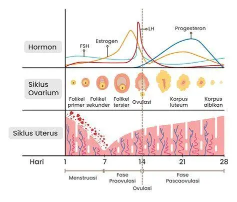 Mekanisme Hormon Menstruasi Infografis hormon reproduksi wanita
