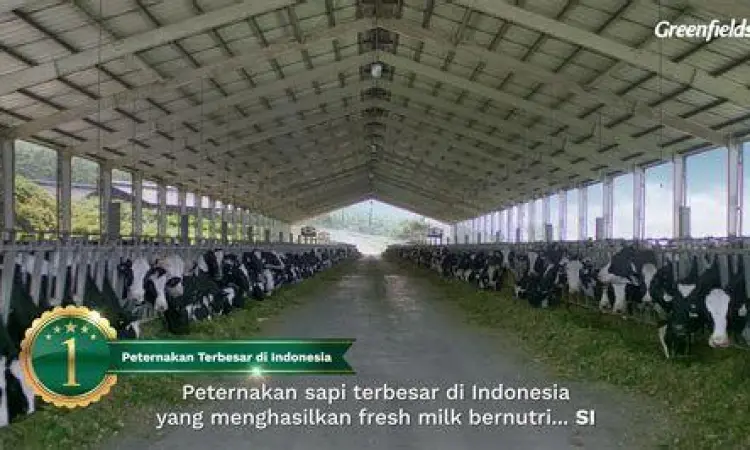 Peternakan sapi modern Greenfields di Malang
