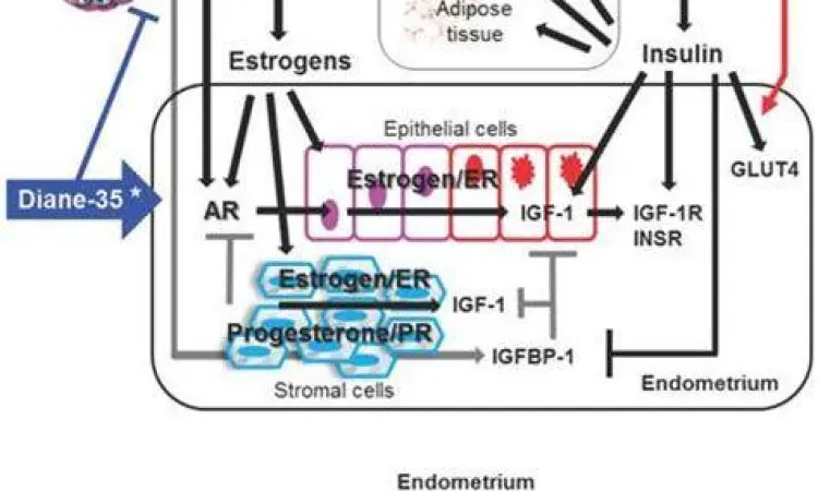 Mekanisme Kerja Pil KB Diane Ilustrasi mekanisme kerja hormon pada pil KB Diane