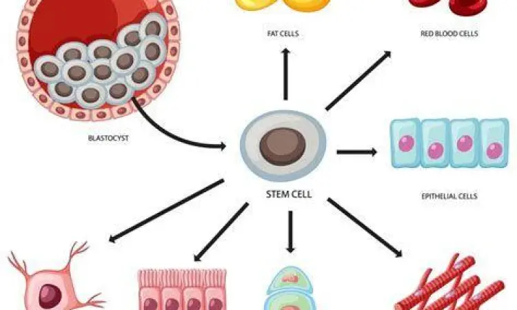 Struktur mikroskopis sel punca manusia