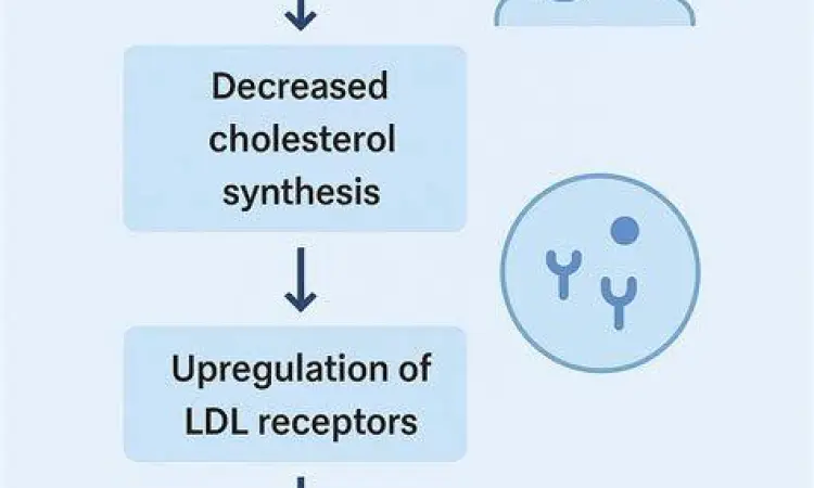 Mekanisme kerja obat statin di dalam sel hati