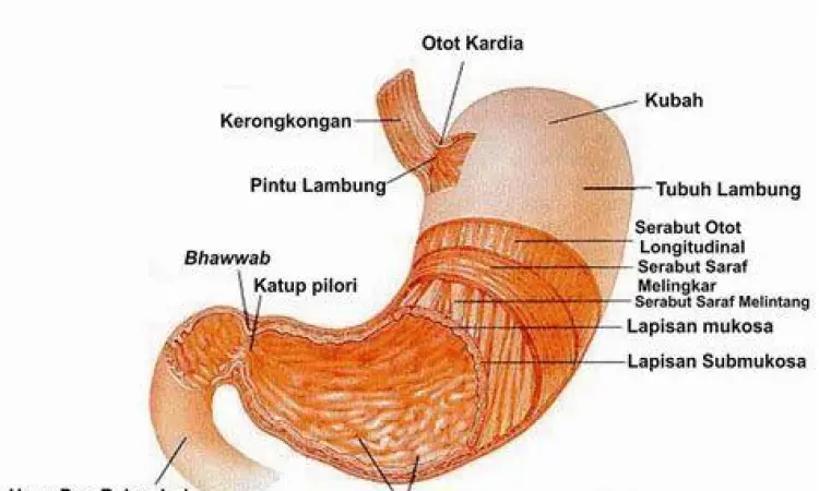 Ilustrasi mekanisme refluks asam lambung pada penderita GERD