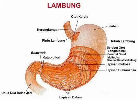 Mekanisme GERD Ilustrasi mekanisme refluks asam lambung pada penderita GERD