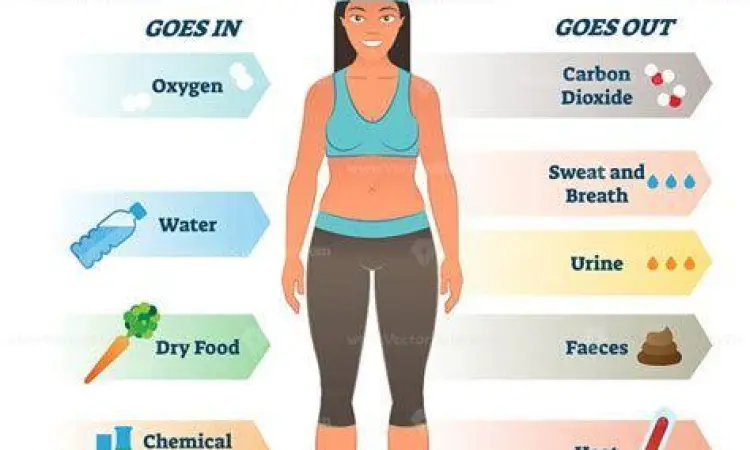 Sistem Termoregulasi Ilustrasi metabolisme tubuh manusia