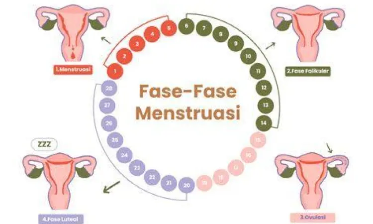 Ilustrasi siklus menstruasi yang sehat dan normal
