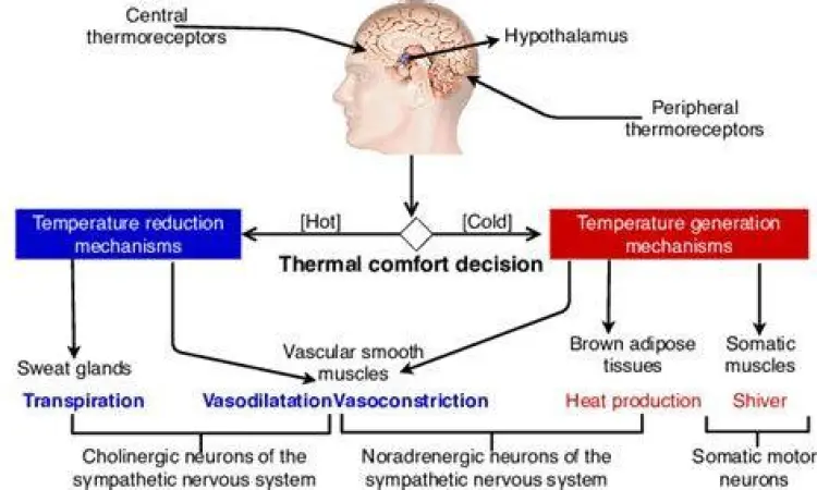 Fungsi Hipotalamus Tubuh Mekanisme kontrol suhu oleh hipotalamus