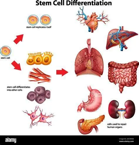 Diferensiasi Stem Cells Proses diferensiasi sel punca menjadi berbagai sel spesifik