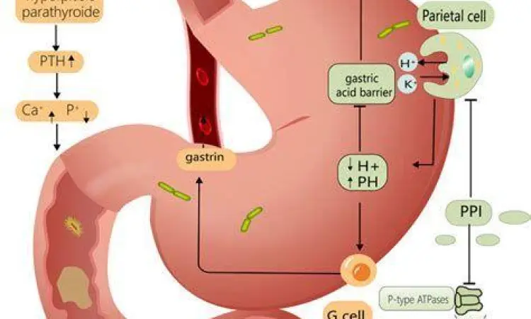 Mekanisme penghambatan asam lambung oleh PPI