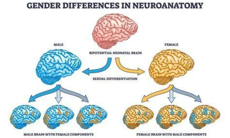Diagram otak manusia terkait preferensi seksual