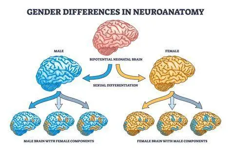 Neurobiologi Seksualitas Diagram otak manusia terkait preferensi seksual