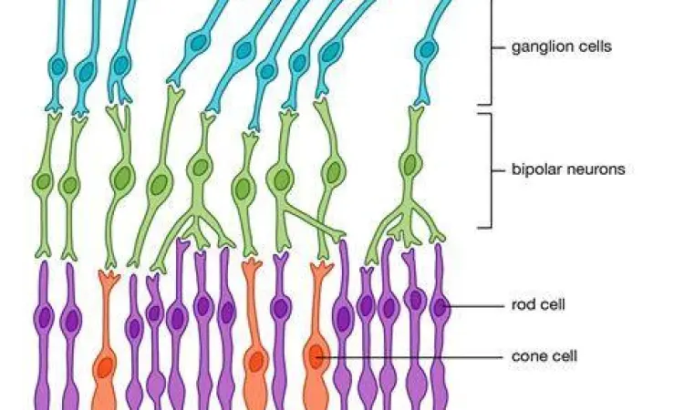 Struktur sel kerucut pada retina mata manusia