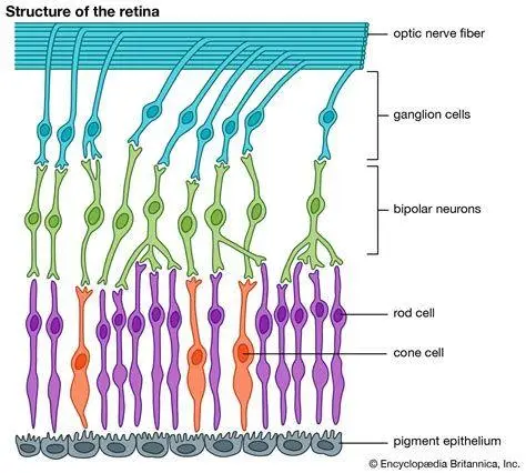 Anatomi Retina Mata Struktur sel kerucut pada retina mata manusia