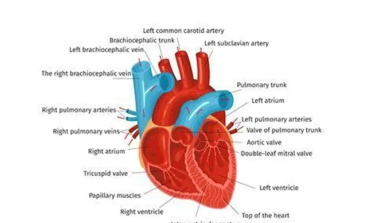 Anatomi jantung manusia sebagai pusat sistem sirkulasi