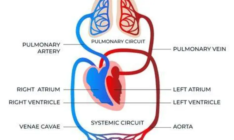 Diagram sirkulasi darah besar dan kecil pada manusia